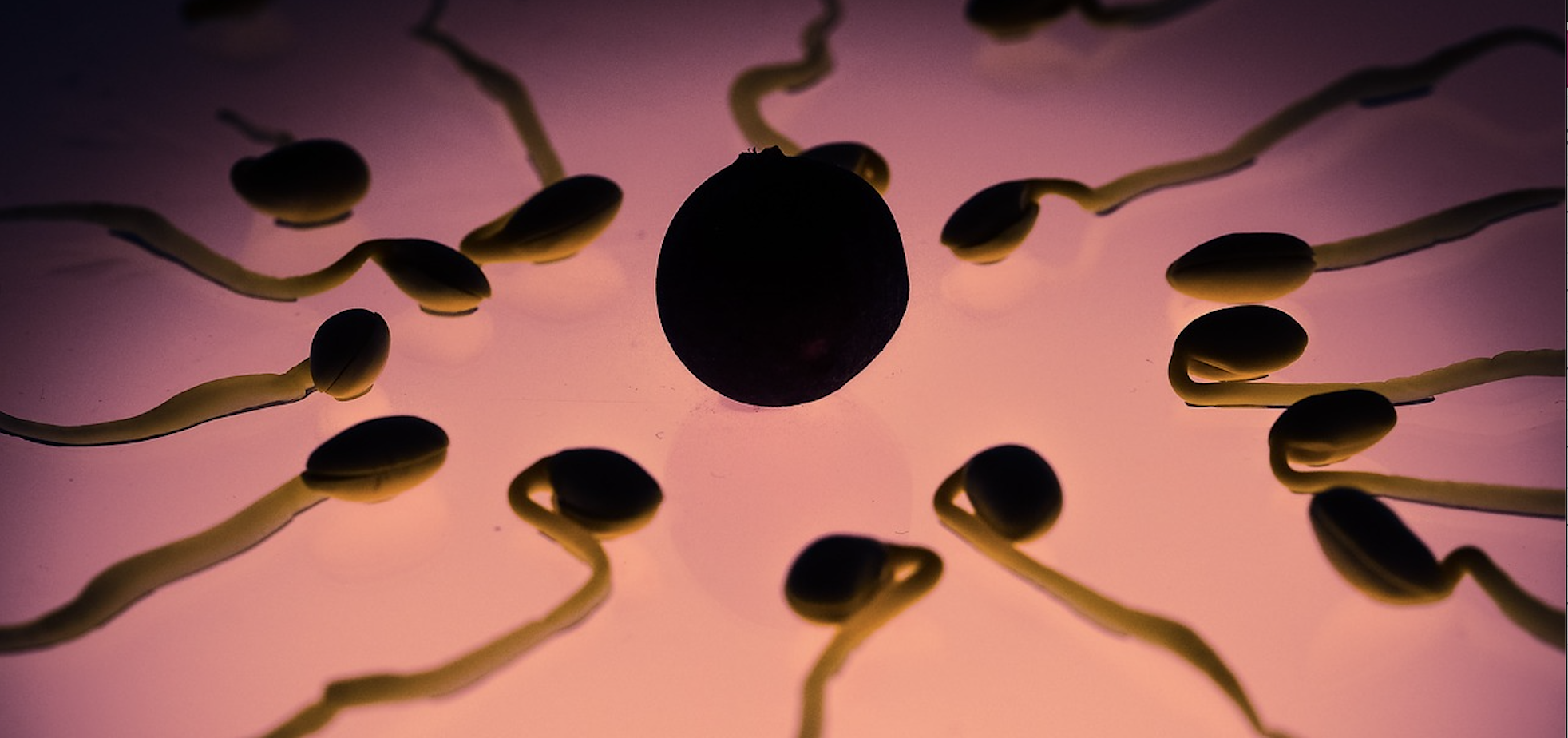 sperm egg plants